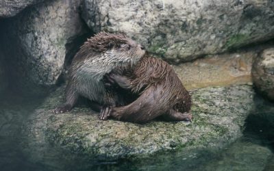 위기에 처한 민물 생태계 최상위 포식자, 수달(최현명)