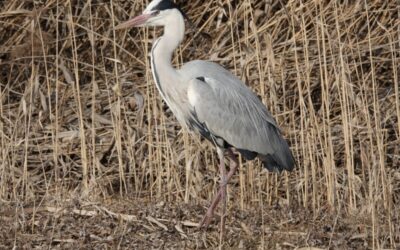 [회원모임] 2월의 탐조클럽 ‘와조’, 부엉 회원 활동 후기
